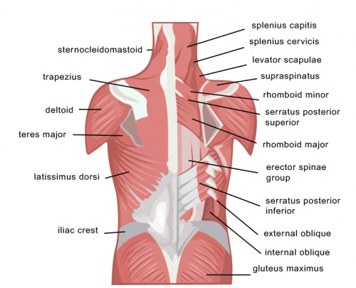 Lower Back Muscles Complete Chiropractic Your Local Chelmsford Chiropractor