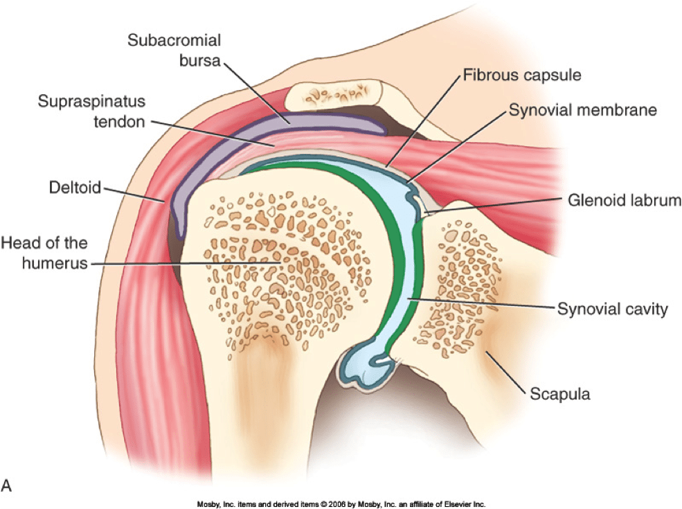Выпот в полости коленного сустава. Синовиальная оболочка плечевого сустава анатомия. Суставная капсула плечевого сустава анатомия. Синовиальная мембрана суставной капсулы. Синовиальная мембрана плечевого сустава.